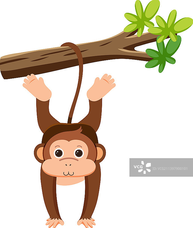 猴子挂在树上图片素材