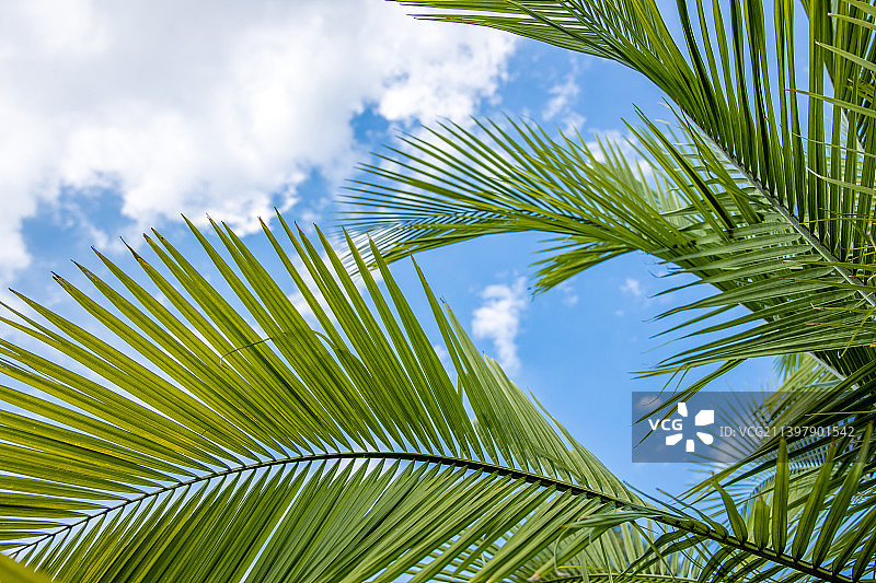 热带风情的椰子树叶图片素材