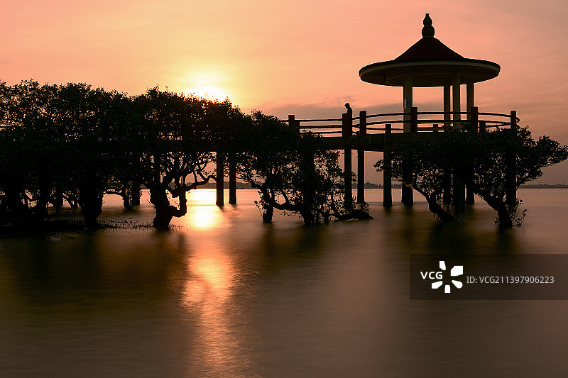 湛江特呈岛，红树林之晨图片素材