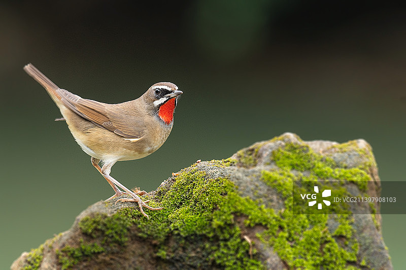 红喉歌鸲-摄于广西弄港自然保护区图片素材