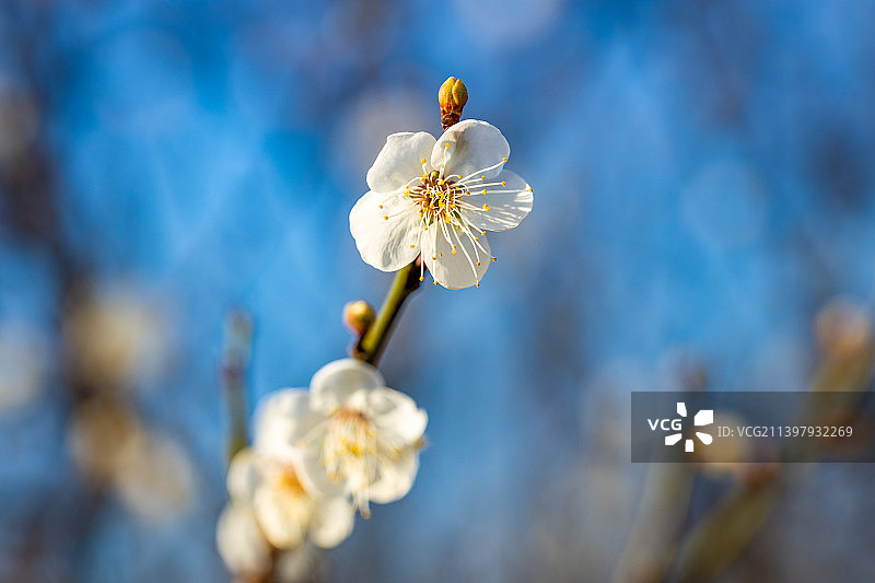 寒冬盛开的梅花图片素材