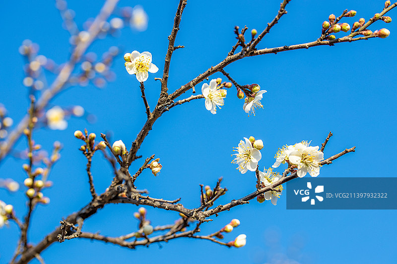 寒冬盛开的梅花图片素材