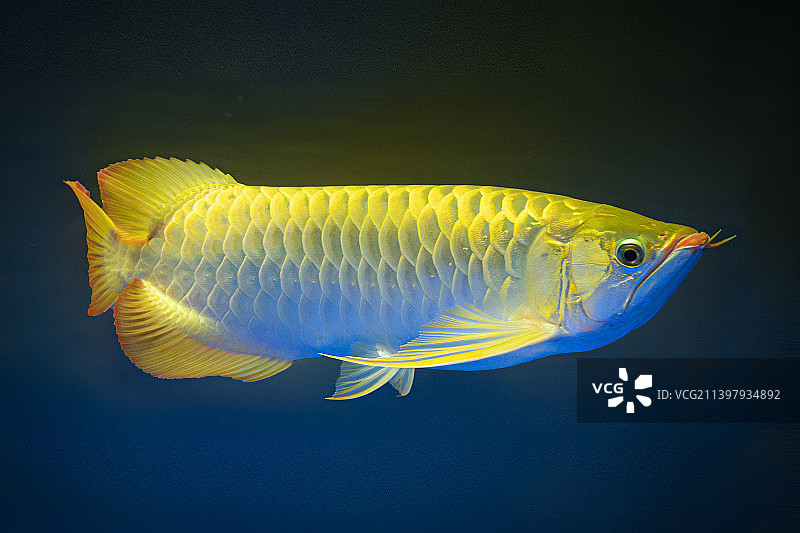 金龙鱼 黑底图片素材