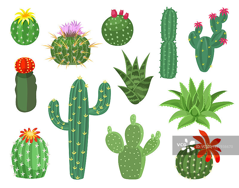墨西哥仙人掌和芦荟沙漠多肉植物图片素材