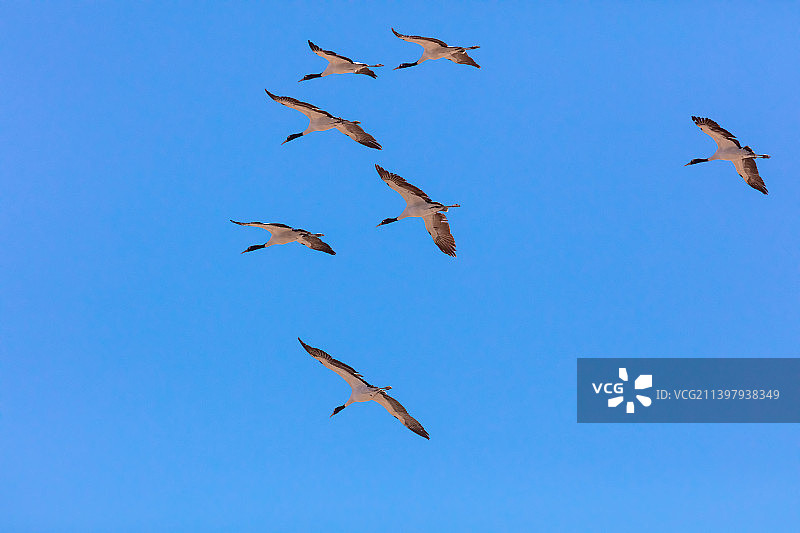 西藏自治区拉萨市林周县的黑颈鹤图片素材