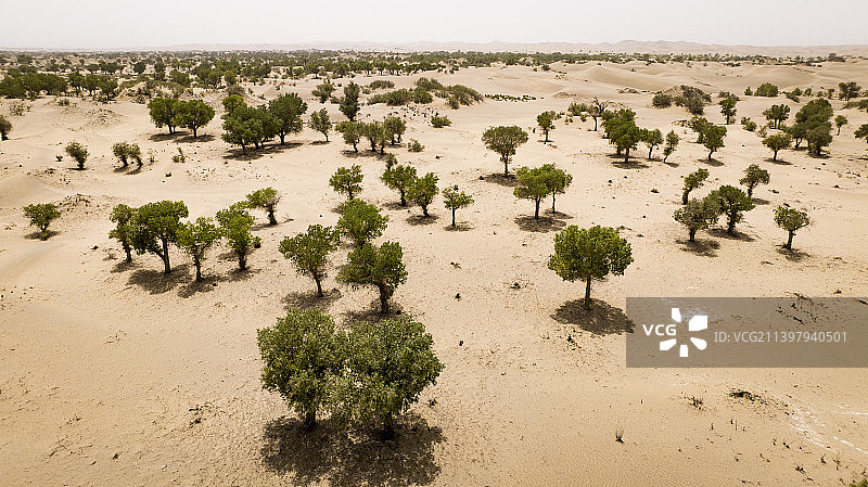 沙漠胡杨林图片素材