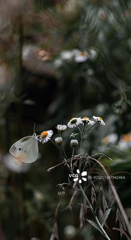 白蝴蝶与雏菊图片素材
