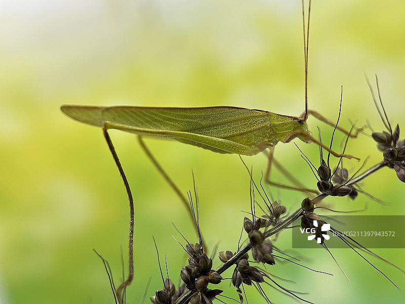 螽斯图片素材