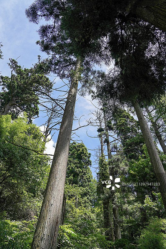 浙江省 杭州市 临安区 天目山 大树王 柳杉图片素材