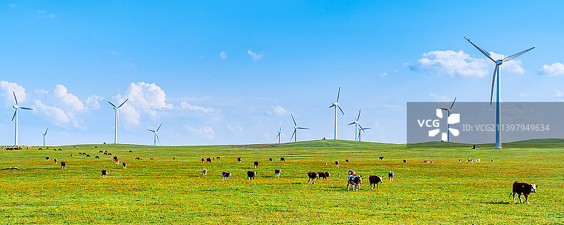 中国内蒙古乌兰察布辉腾锡勒草原上的风电场和牛群图片素材