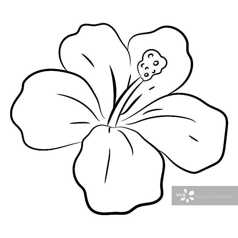 热带花卉笔触图片素材