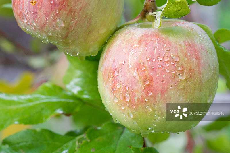 树上成熟中的苹果特写图片素材