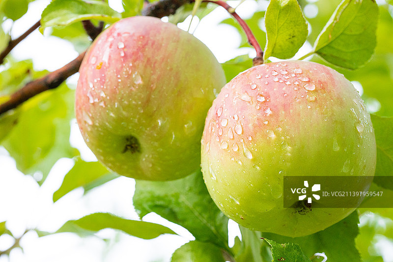 树上成熟中的苹果特写图片素材