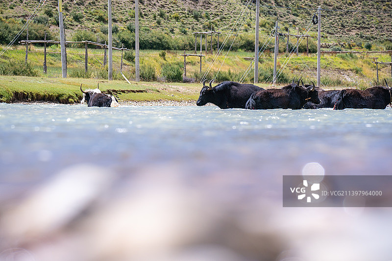 在河中戏水的黑色牦牛图片素材