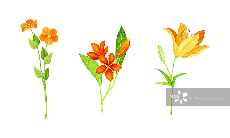 美丽的橙色花朵，百合和鸡蛋花图片素材