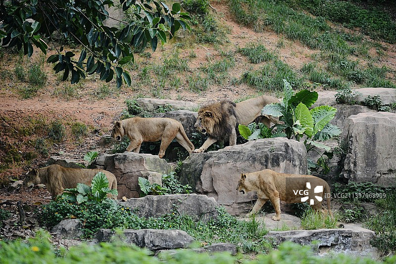 长隆野生动物园狮子图片素材