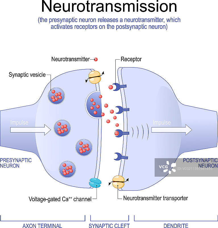 突触结构神经递质图片素材