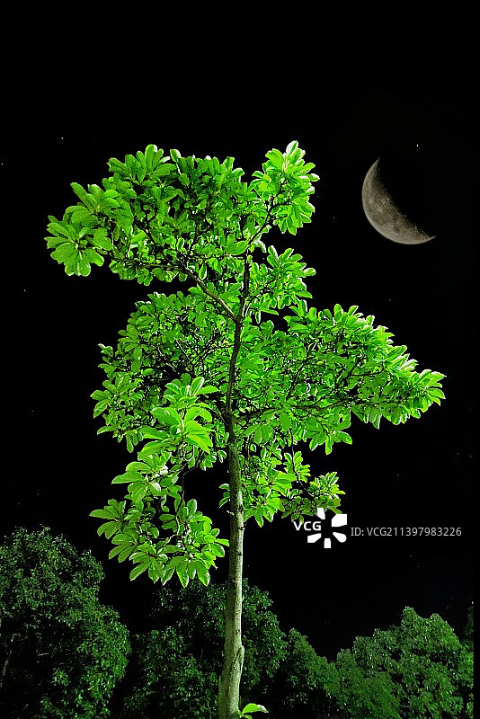 星月青树图片素材