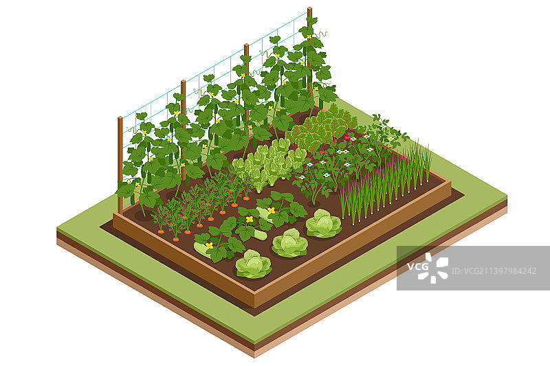 2.5D后院菜园蔬菜图片素材