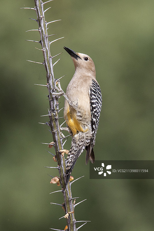 雄性基拉啄木鸟图片素材