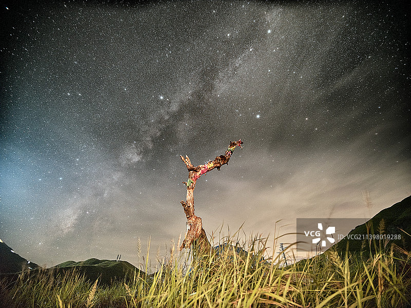 星空下的枯树图片素材