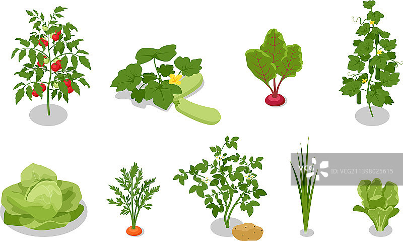 2.5D蔬菜园：卷心菜沙拉图片素材