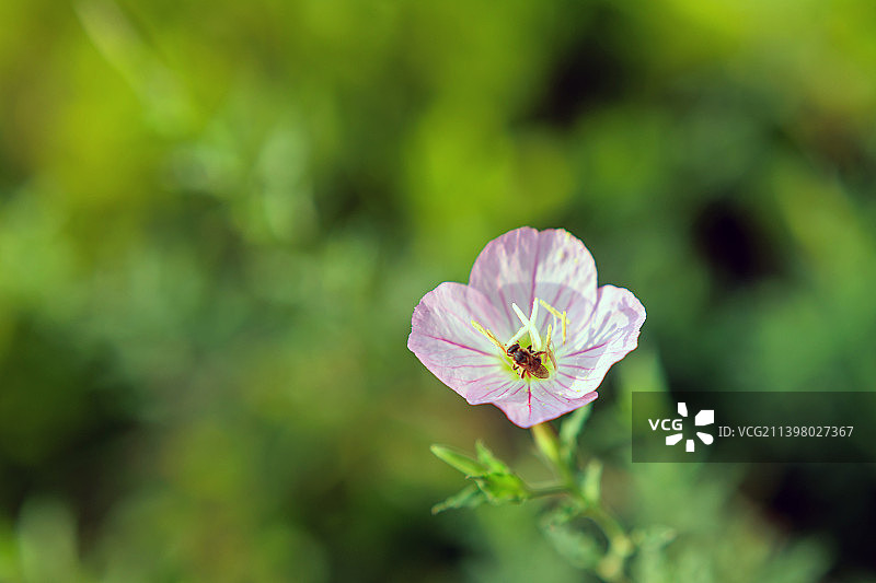 招蜂的夜来香图片素材