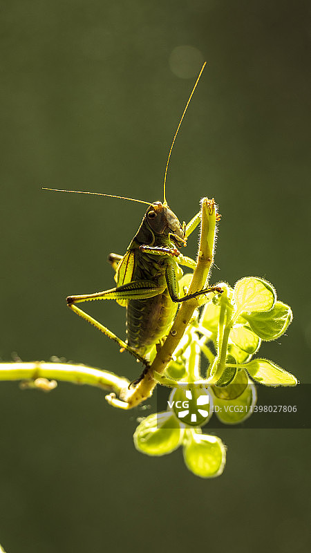 蝈蝈先生图片素材