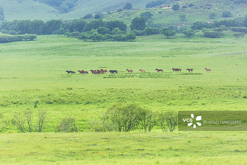 草原上奔腾的群马——内蒙古  赤峰市  克什克腾旗图片素材