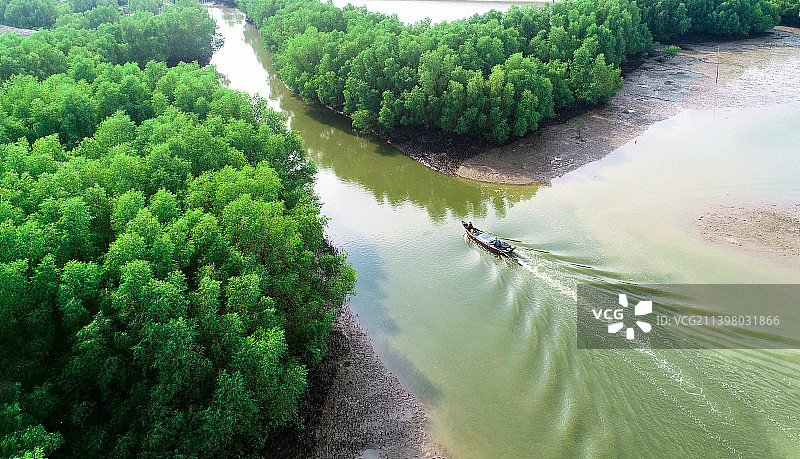 湛江，麻章区，红树林，绿色家园图片素材