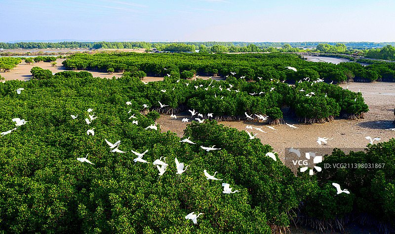 湛江，麻章区，红树林，绿色家园图片素材