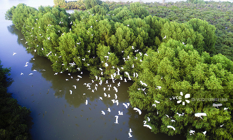 湛江，麻章区，红树林，绿色家园图片素材