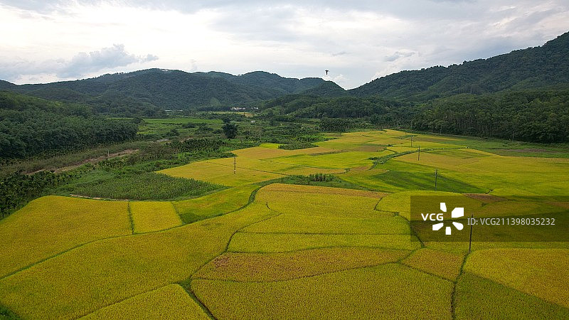白沙稻田图片素材