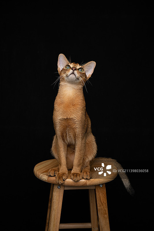 阿比猫图片素材