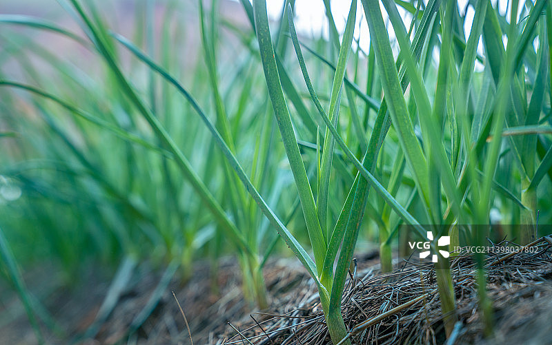 田园里种植的蒜苗和葱苗图片素材