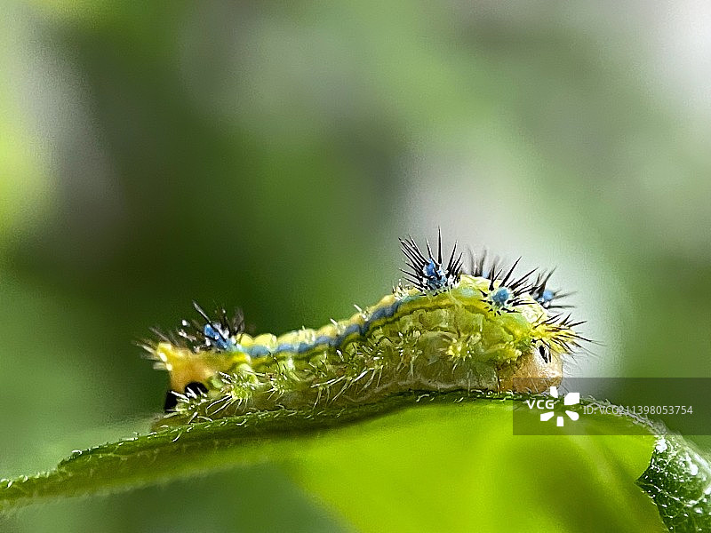 洋辣子~绿刺蛾幼虫图片素材