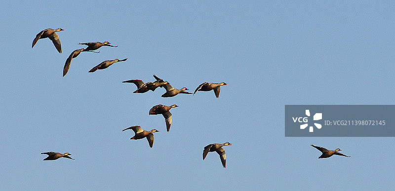 斑嘴鸭图片素材