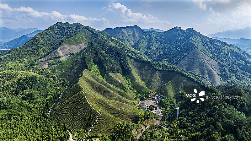 高山茶园图片素材