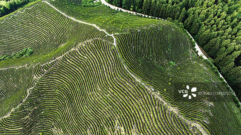 高山茶园图片素材
