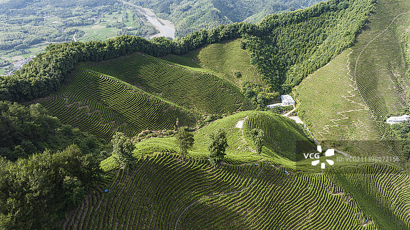 高山茶园图片素材