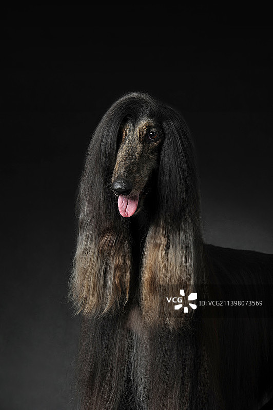 阿富汗猎犬图片素材