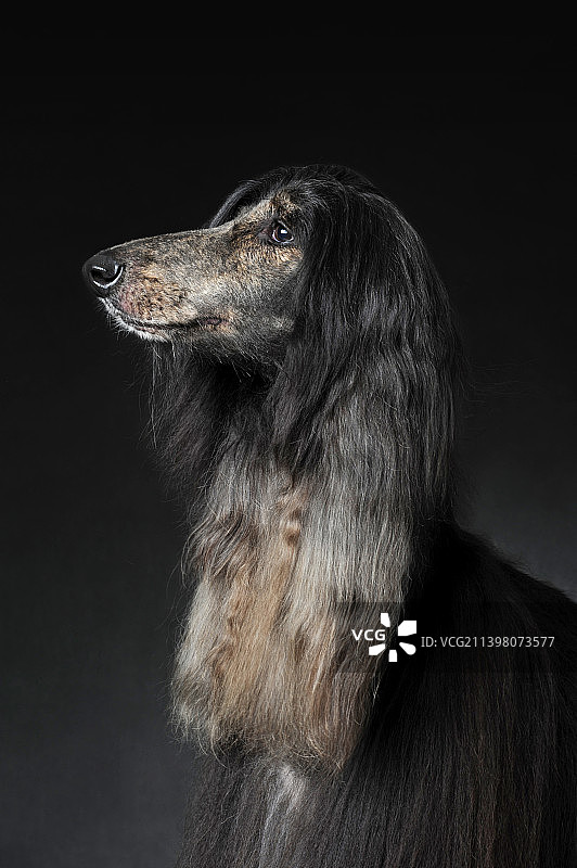 阿富汗猎犬图片素材