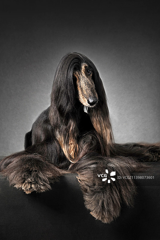 阿富汗猎犬图片素材