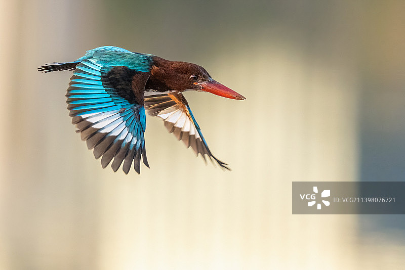 白胸翡翠图片素材