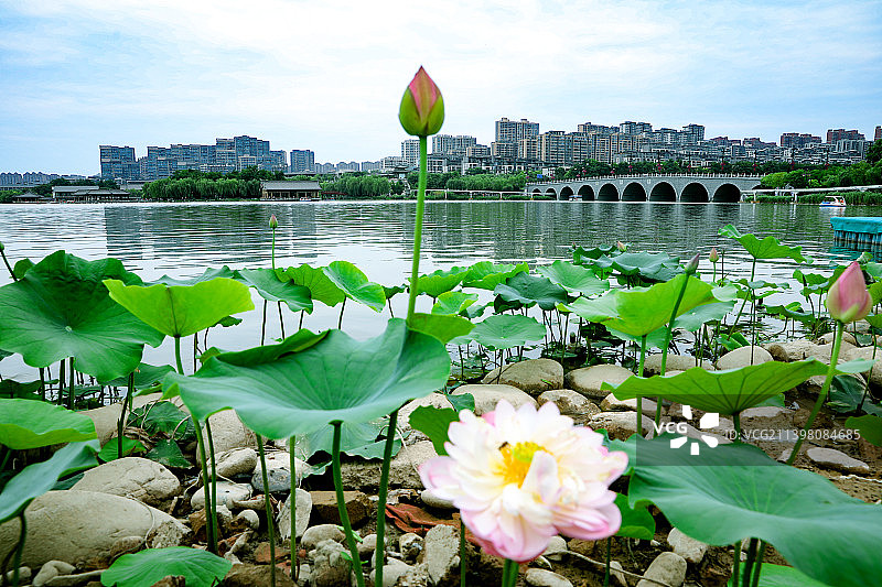 陕西省西安曲江池南湖遗址公园图片素材