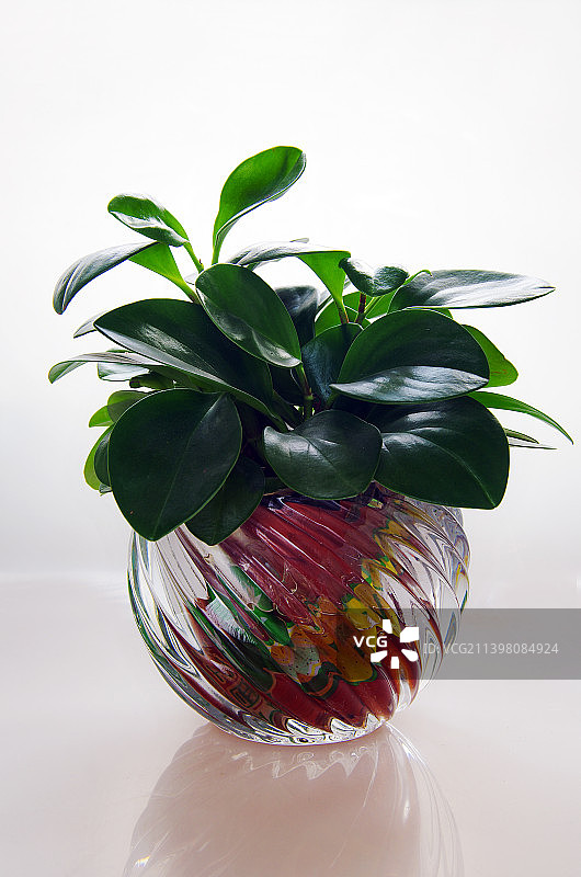 绿植豆瓣绿图片素材