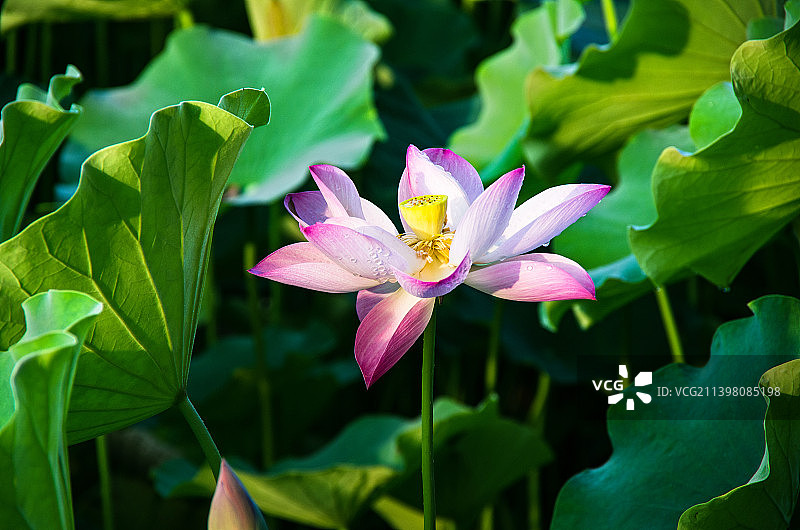 荷塘中的荷花图片素材