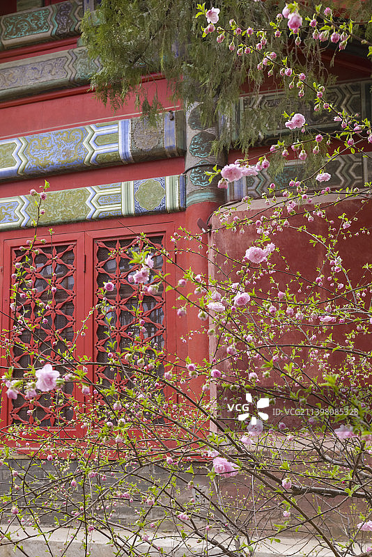 北京故宫文华殿-文渊阁-梅花图片素材