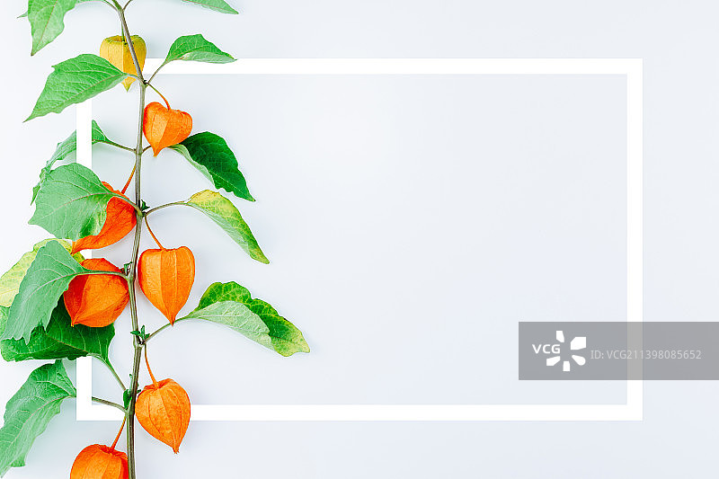 带画框的橙色酸浆花图片素材