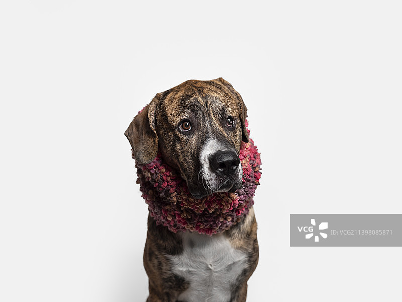 白色背景下的粉色围巾虎斑獒犬幼犬图片素材